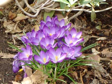 Image of planted purple flowers.