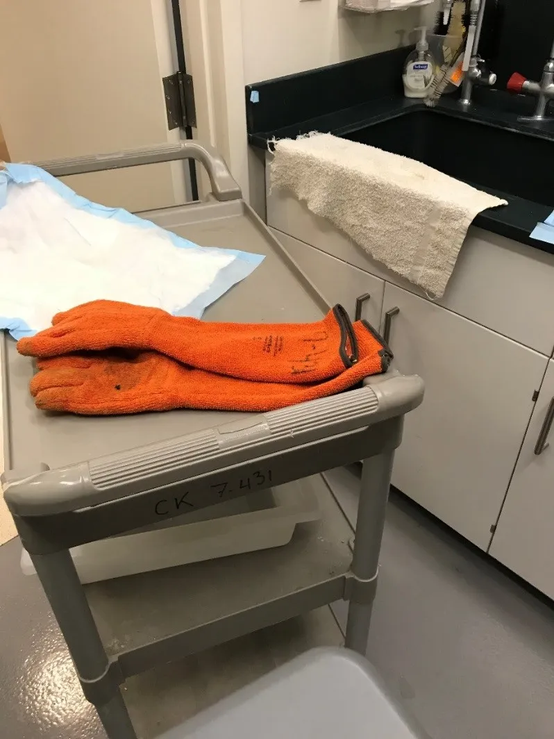 Heavy-duty orange gloves